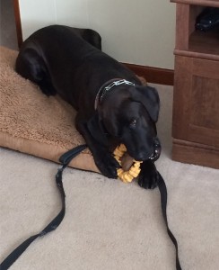 Our Columbus dog training program works with dogs that have a variety of behavior issues like hyperactivity.