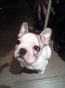 Columbus Puppy Training - Buckeye Dog Training