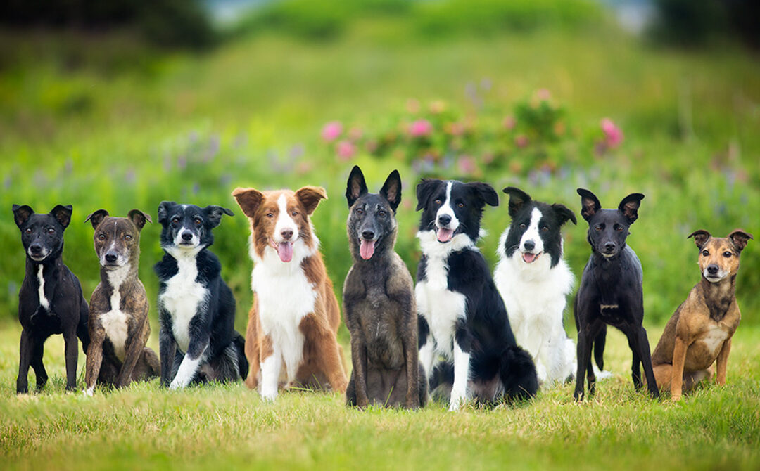 all breed dog training