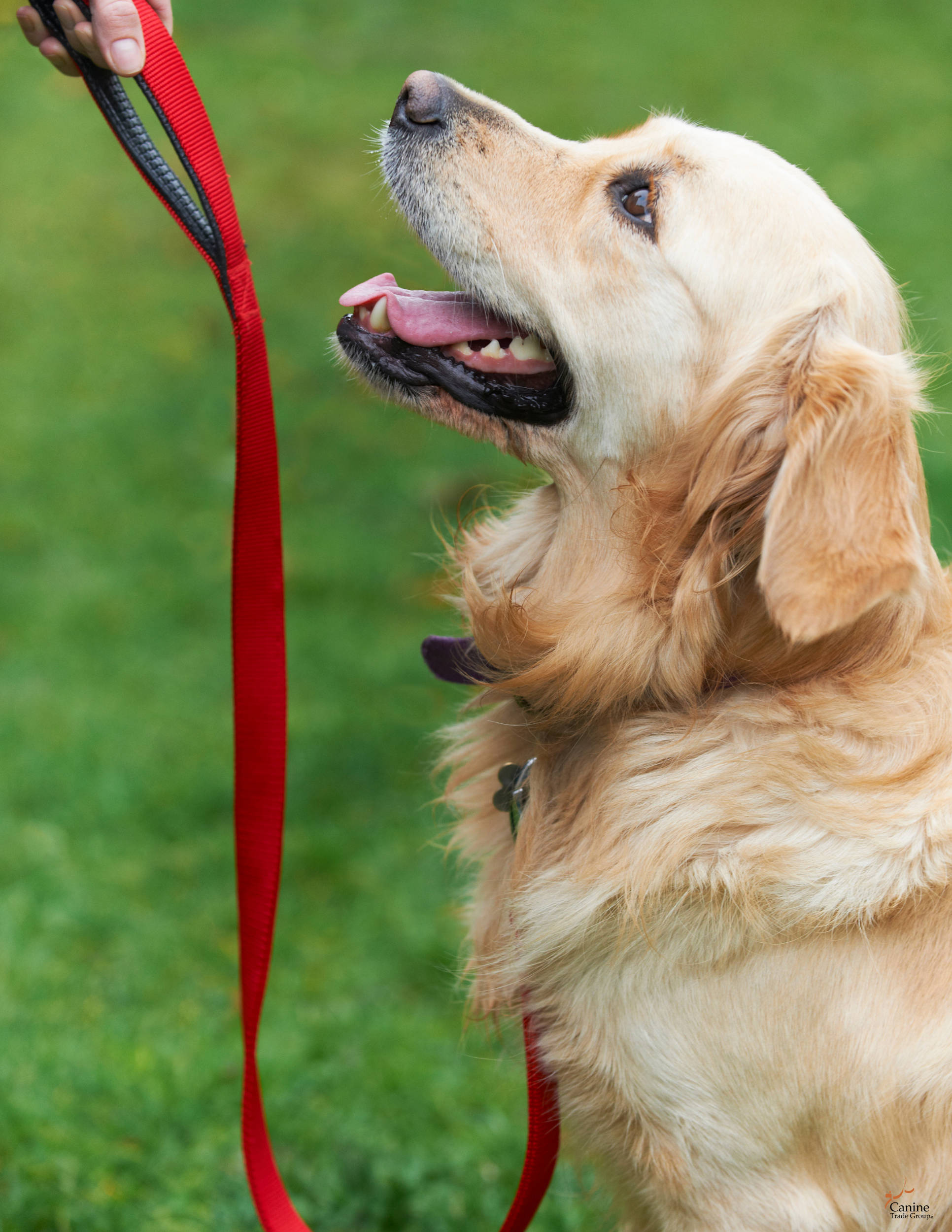 dog obedience training