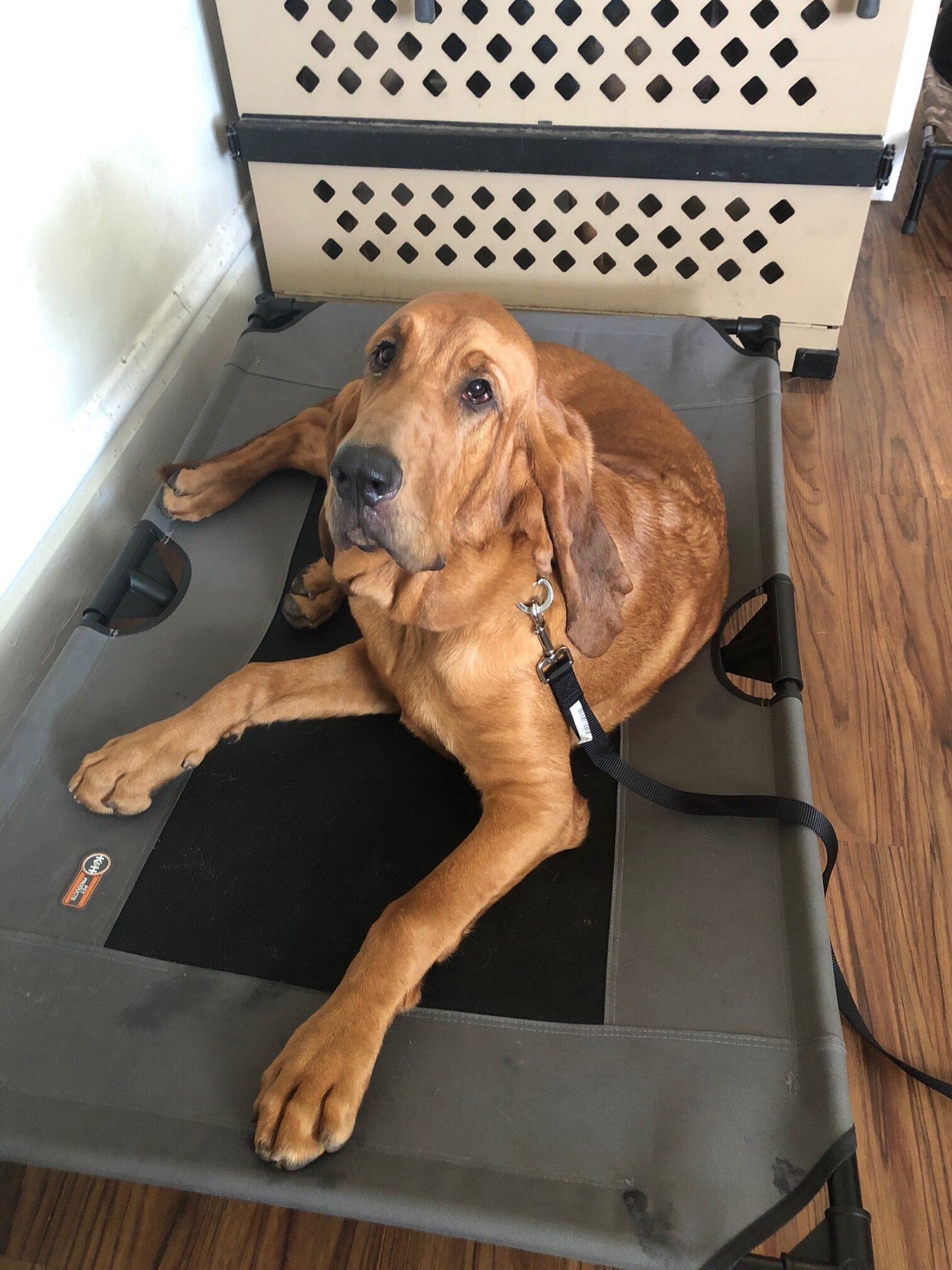 about buckeye dog training